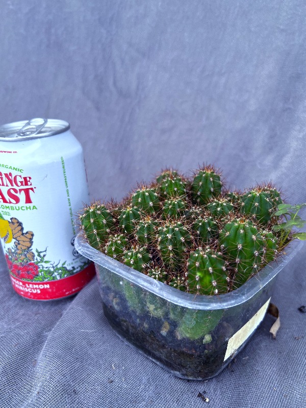 JN-28 Chuca Valley Seedling Lot