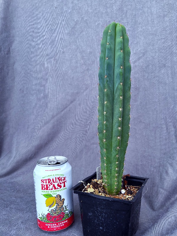 Roseii1 × Scop Heynes