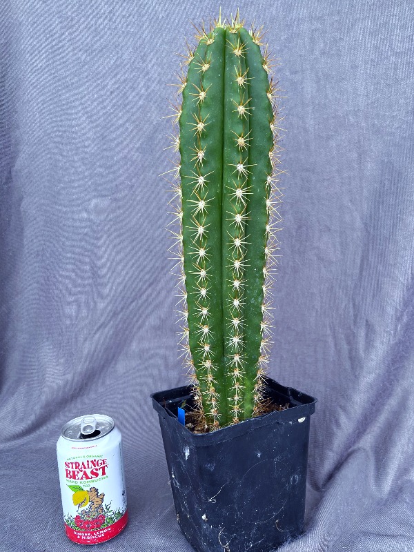 "Fields" Macrogonus × Dawson's Short Spine Terscheckii