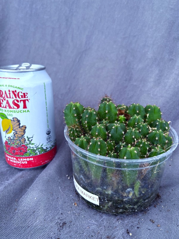 OXA Market Seedling Lot