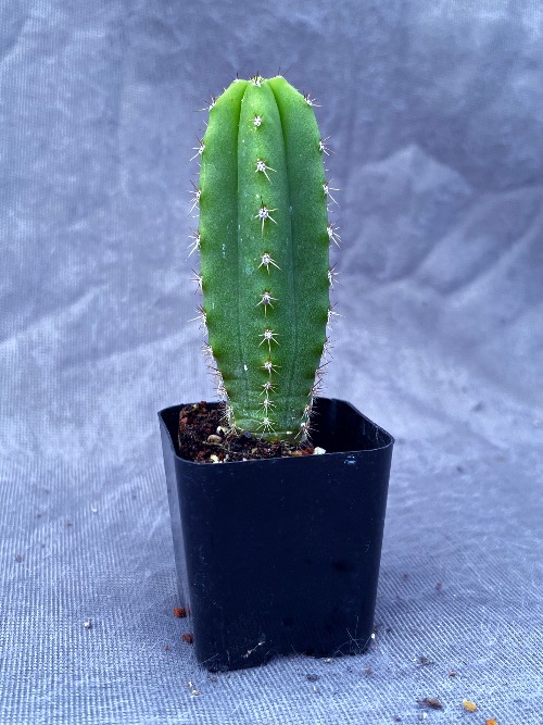 Huarazensis × Pach Kimnach