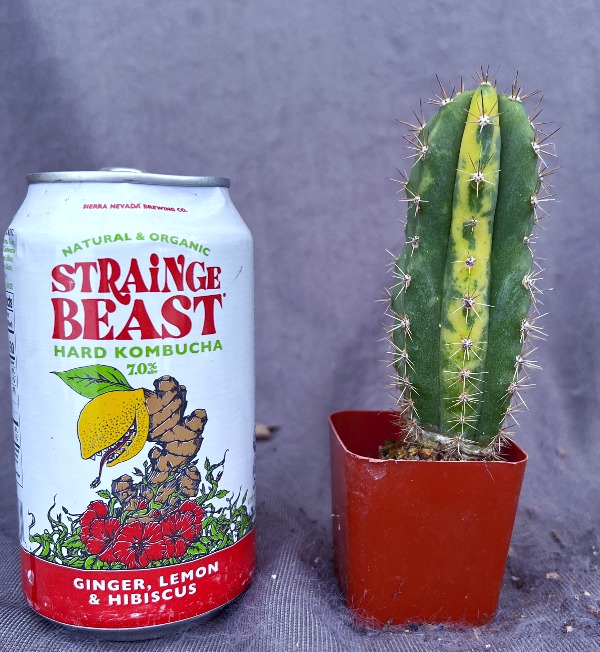 Scop × Peru MG RedSpine