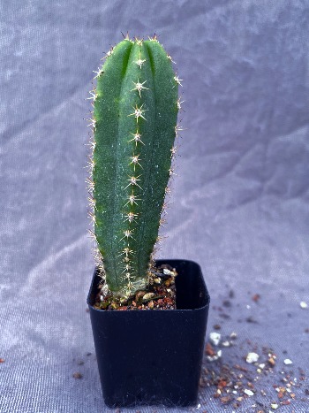Villacabamba 2 × Villacabamba 1