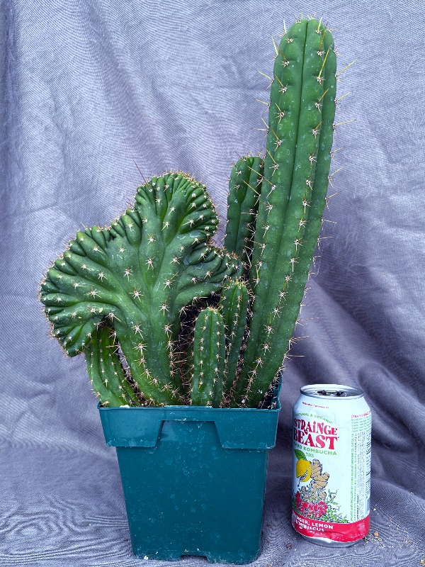Pach Mutant With Reverts