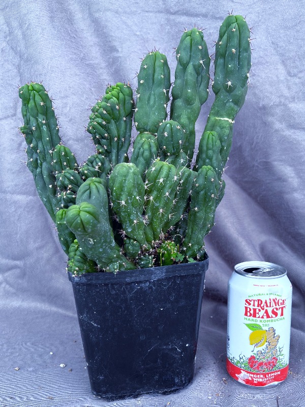 Chalaensis × Pach Oscar Mutant