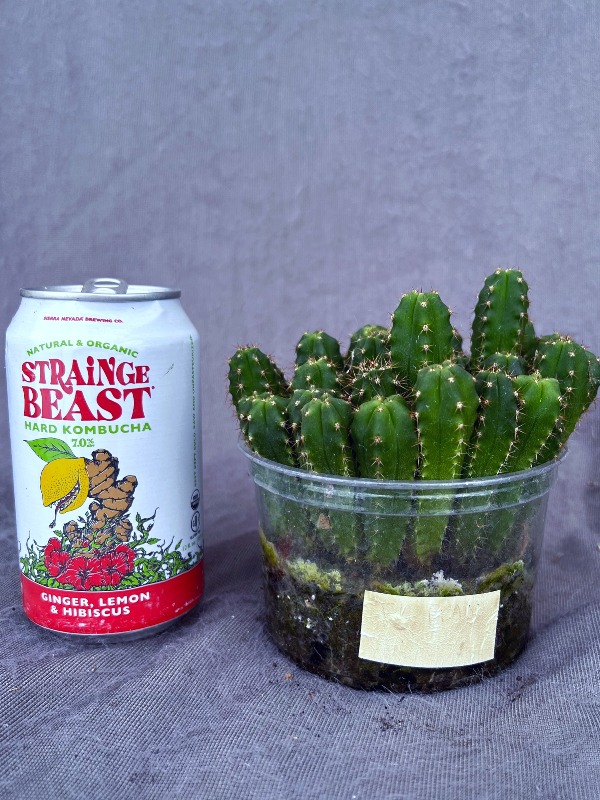 El Prado Pach Seedling Lot