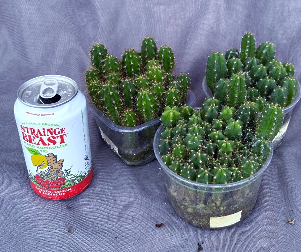 NOID Seedling Batch